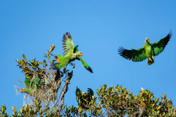 istock Several Orange-winged Amazon parrots flying and landing in a tree in a Caribbean rainforest. 1484900356