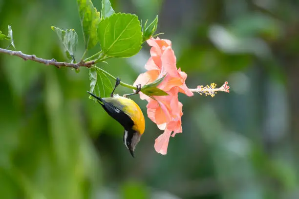 Small Bananaquit, Coereba flaveola, holding onto a hibiscus flower drinking nectar on the island of Trinidad.