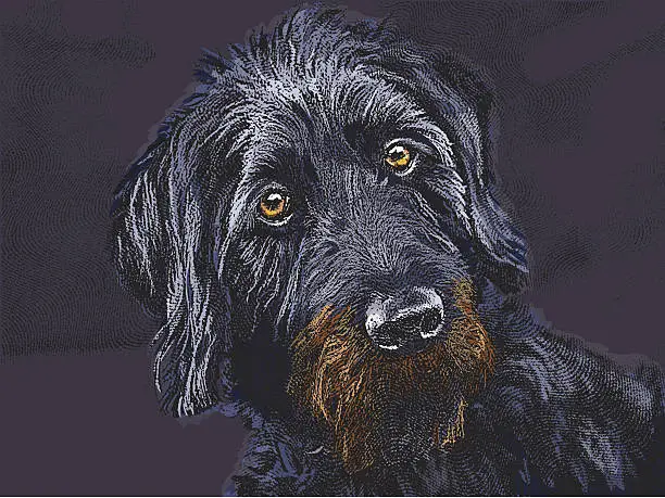 Vector illustration of Curious Labradoodle