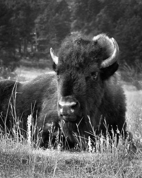 istock American Bison Resting in the Grass 1484902373