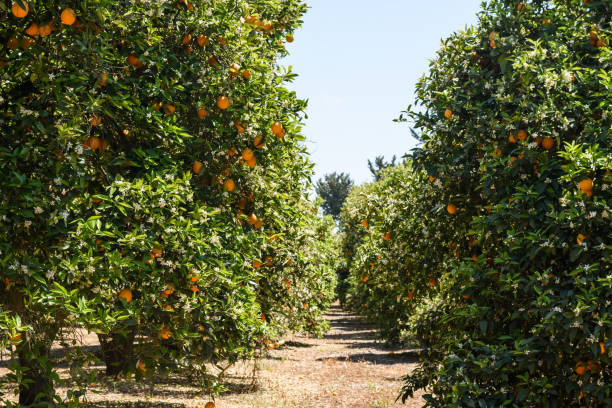 istock Blooming gardens with ecological orange trees on the farm 1484902374