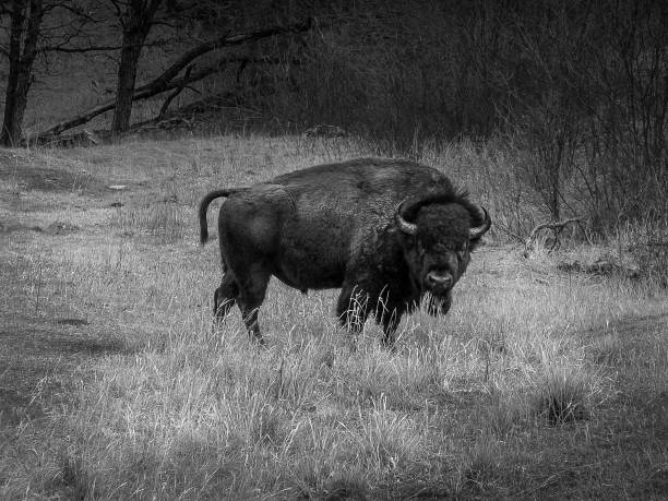 istock Bison Bull in Field in black and white 1484902380