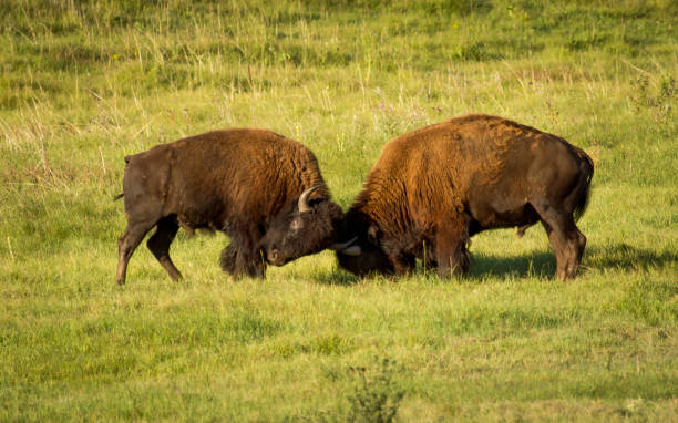 istock Bull Bison fighting during the Rut 1484902423