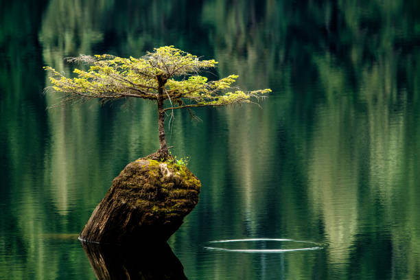 Drop in time, Fairy Lake Tree, Port Renfrew, Vancouver Island, BC Canada Fairy Lake Tree, Fairy Lake near Port Renfrew, Vancouver Island, BC Canada telephoto lens stock pictures, royalty-free photos & images