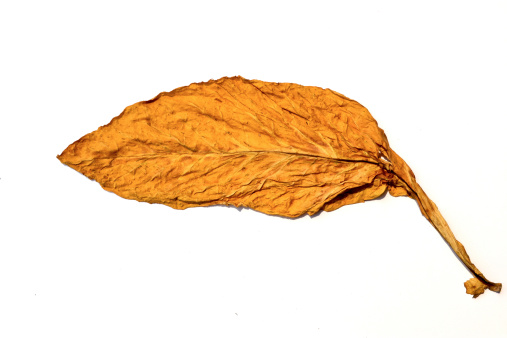Tobacco Leaf Drying Of Northern Thailand