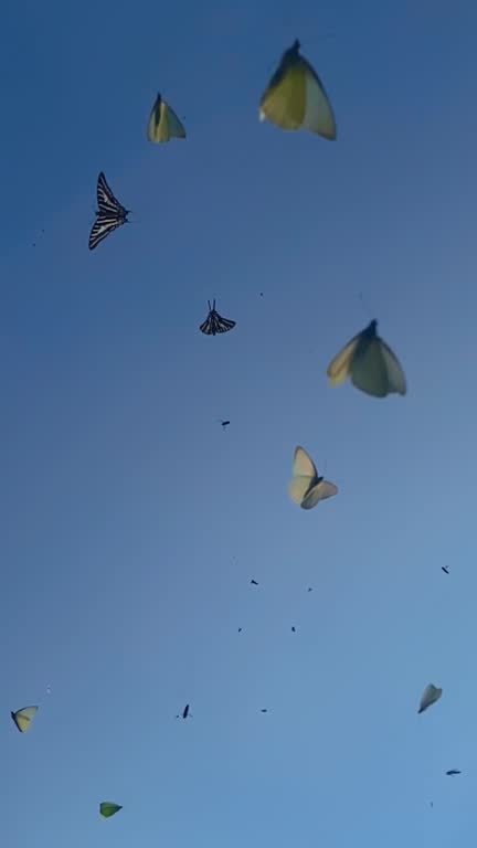 Butterfly - Insect, Freedom, Flying, Animal Migration, Animal,butterfly, nature, animal, background, landscape, sky,