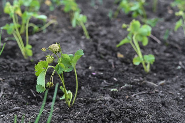 young strawberry sprouts with berries. strawberries are transplanted into the ground.