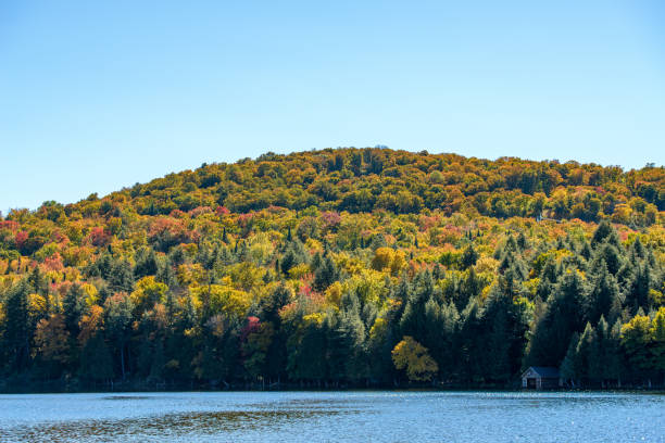 istock Erable in atumn seans in Canada 1484903853