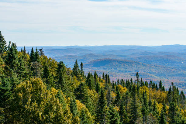 istock Erable in atumn seans in Canada 1484904063