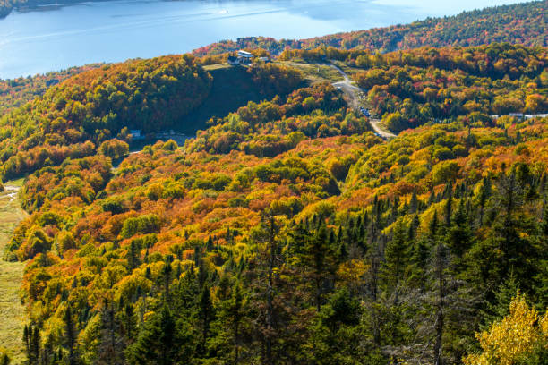istock Erable in atumn seans in Canada 1484904628