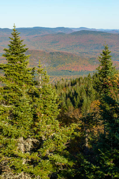 istock Erable in atumn seans in Canada 1484904797