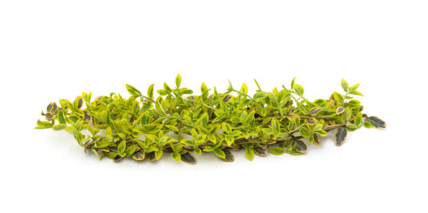 istock Branch of green berseklet. 1484905583
