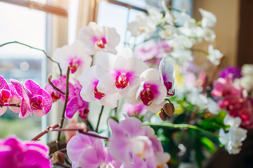 Blooming phalaenopsis orchids plants. White, purple, pink, orange, red orchids blossom on window sill. Home flowers. Gardening hobby