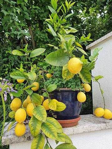 Yellow lemon fruit on the branches of the tree among the foliage, covered with raindrops. High quality photo