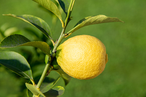 Close up of a ripe lemon on the tree with green background
