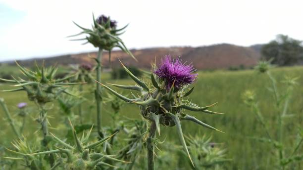 silybum marianum / chardon-marie - flower may thistle purple zdjęcia i obrazy z banku zdjęć