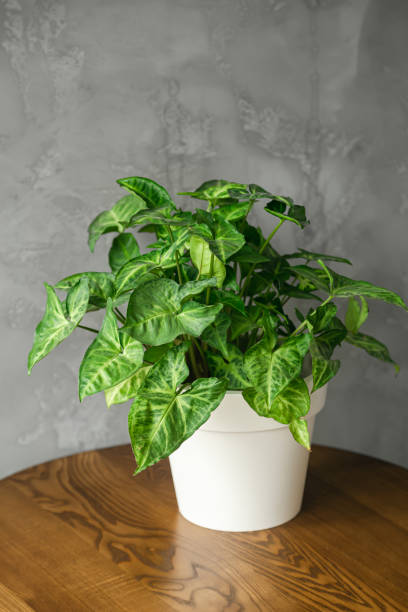 istock White pot with a green plant in a minimalist interior. 1484906728