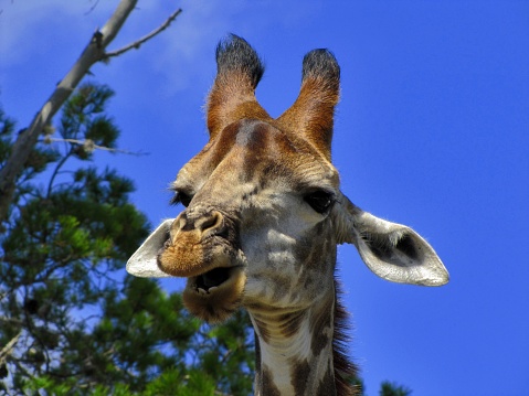 A giraffe's head. Giraffe chewing in a game reserve, Eastern Cape, South Africa.