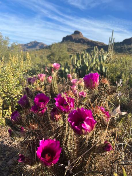 Saguaro Cactus Superstition mountains near Phoenix Arizona sonoran desert stock pictures, royalty-free photos & images