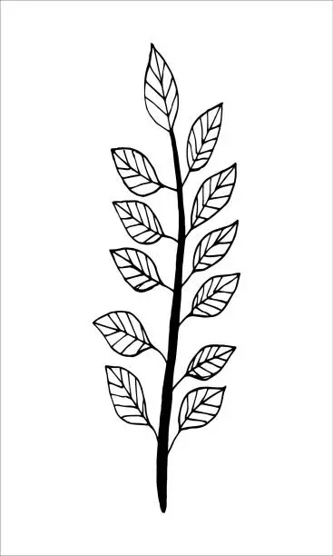 Vector illustration of Hand drawn branch with petals in doodling style.