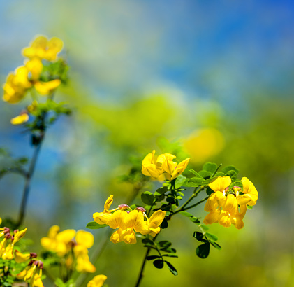 Yellow Hibiscus flower - isolated, path included