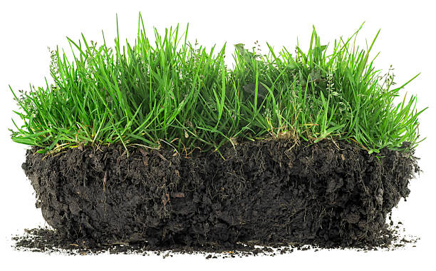 istock Green meadow grass with roots in black soil isolated on a white background 1484910919