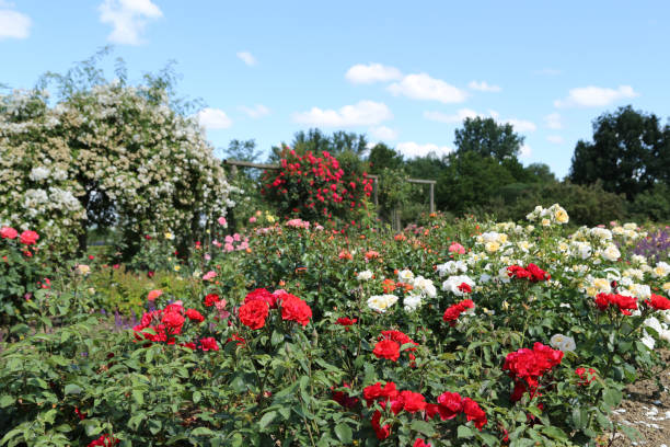 istock Beautiful rose garden 1484911043