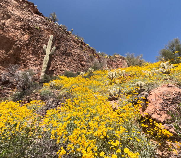 istock Roosevelt Lake near  Phoenix Arizona 1484911141