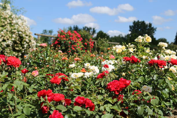 istock Beautiful rose garden 1484911194