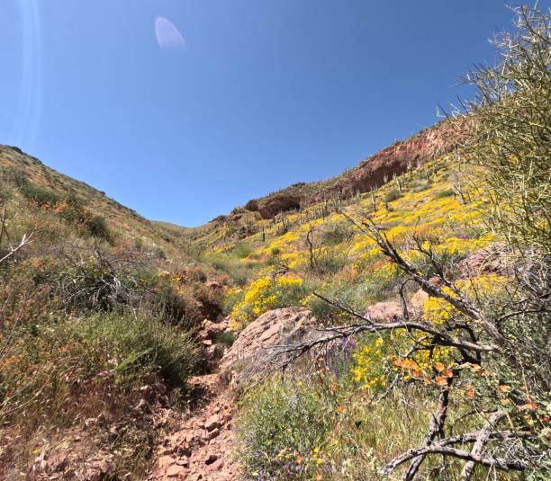 istock Roosevelt Lake near  Phoenix Arizona 1484911269