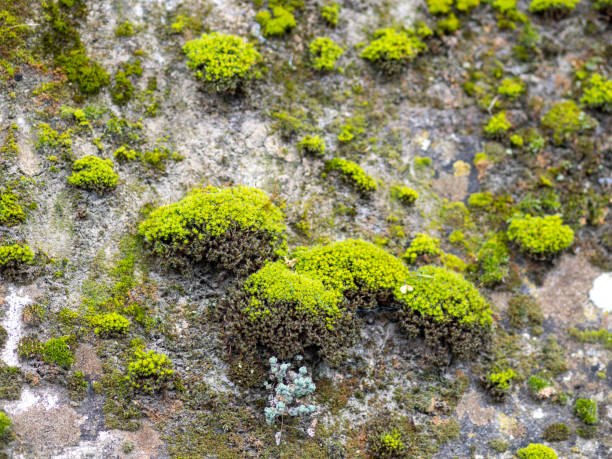 istock moss on top a rock with drop of water 1484911295