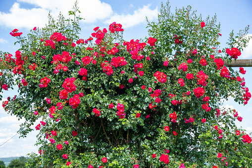 Red colored climbing rose