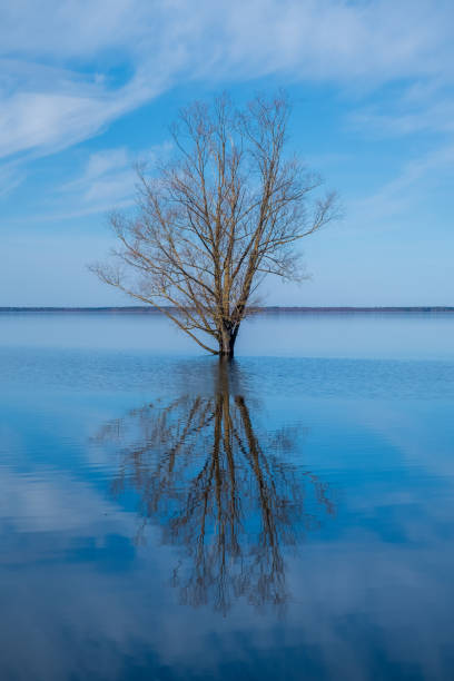 istock Spring day on the lake beach lonely tree silhouette with reflection, Lake Burtnieku, Latvia. Vertical photo 1484912625