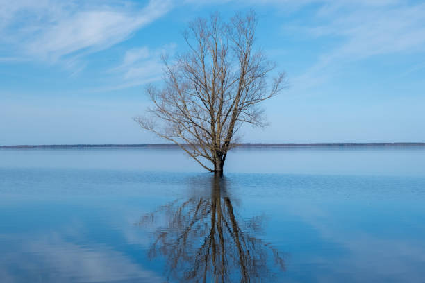Spring day on the lake beach lonely tree silhouette with reflection, Lake Burtnieku, Latvia
