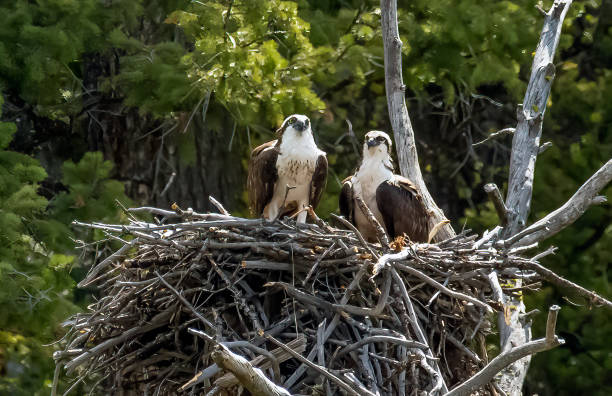 istock Osprey pair are perched in their nest in the Yellowstone Ecosystem 1484912672