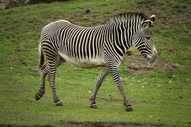 Free picture: endangered, grevys, zebra, animals, mammals, equus ...