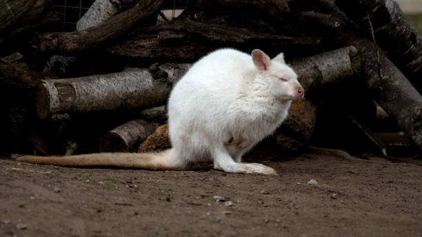 istock Albino Wallaby Resting on the Ground 1484912953