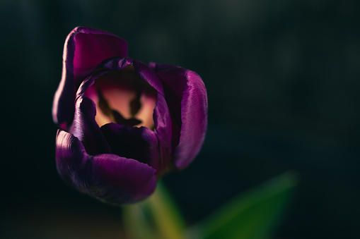 Tulip flower with purple petals close up photo