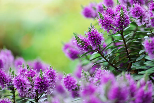 Beautiful veronica flowers on green background