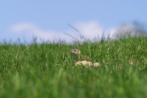 Ground squirrel on the background of spring fresh grass. Susle Wzgórza Reserve.