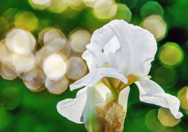 Iris in blossom