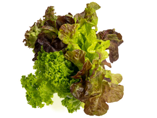 istock Red coral salad or lettuce isolated on white background. 1484916408