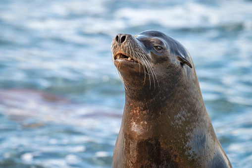 Close Up Californian Sea lion
