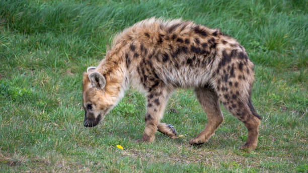 istock Spotted Hyhena Cleaning its Leg 1484916671