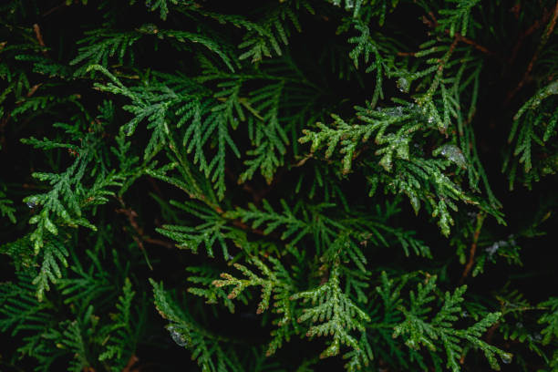Green coniferous bush , thuja hedge texture close up.