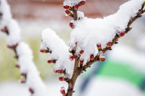 äste im frühling mit schnee bedeckt, nahaufnahme. - flower snow winter close up stock-fotos und bilder