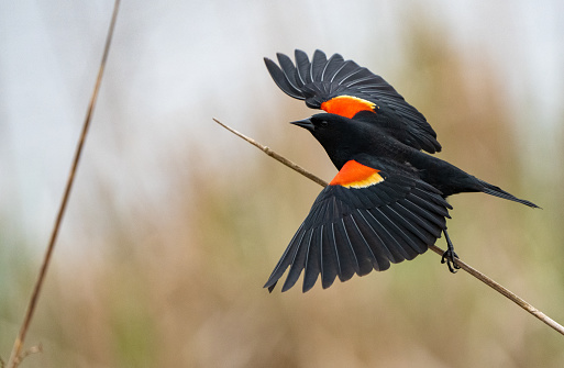 A male red wing black bird in mating plumage during spring