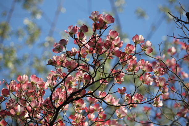 istock Many open pink dogwood blooms on branches with blue sky 1484919079
