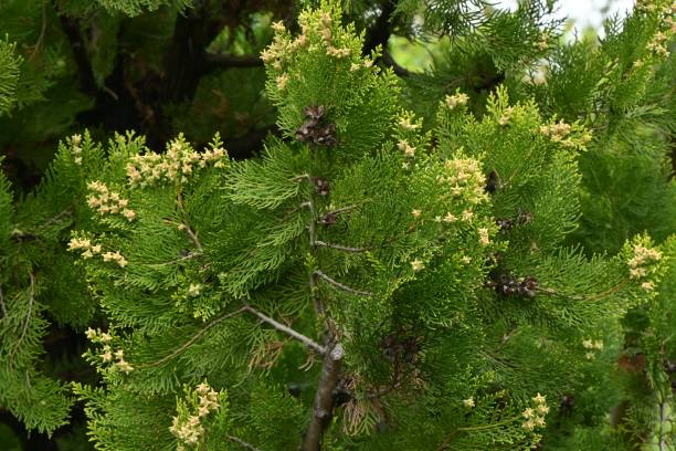 Platycladus orientalis 'Elegantissima' female flowers. Platycladus orientalis 'Elegantissima' female flowers. Cupressaceae evergreen conifers. The flowers are dioecious and bloom from March to April. flower of oriental arborvitae stock pictures, royalty-free photos & images