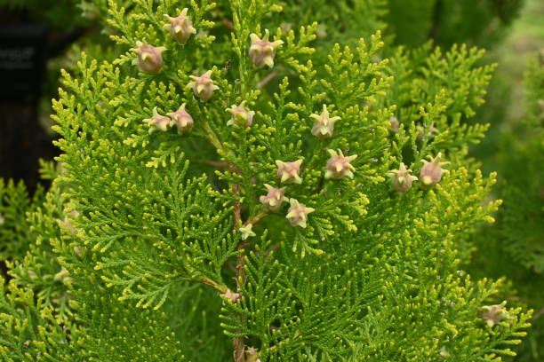Platycladus orientalis 'Elegantissima' female flowers. Platycladus orientalis 'Elegantissima' female flowers. Cupressaceae evergreen conifers. The flowers are dioecious and bloom from March to April. flower of oriental arborvitae stock pictures, royalty-free photos & images